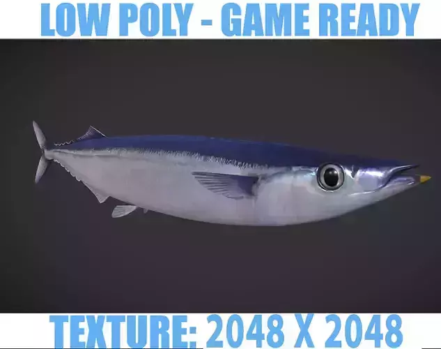 Mackerel squid - squid