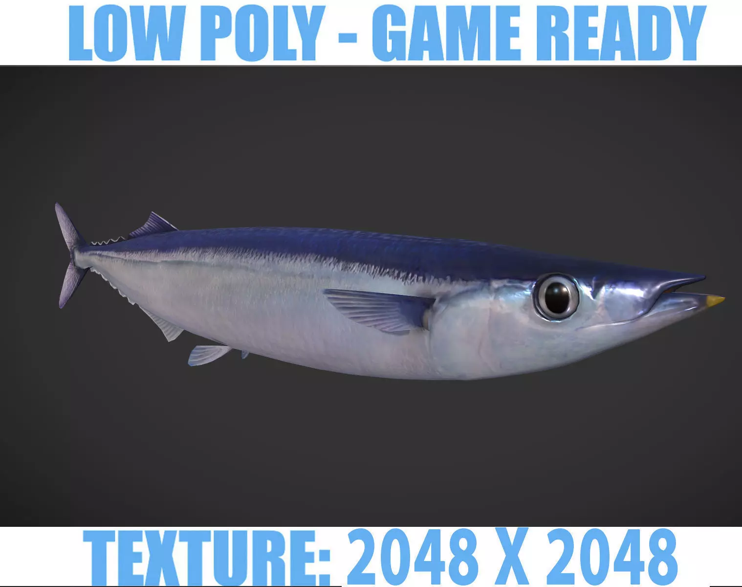 Mackerel squid - squid Low-poly 3D model_0