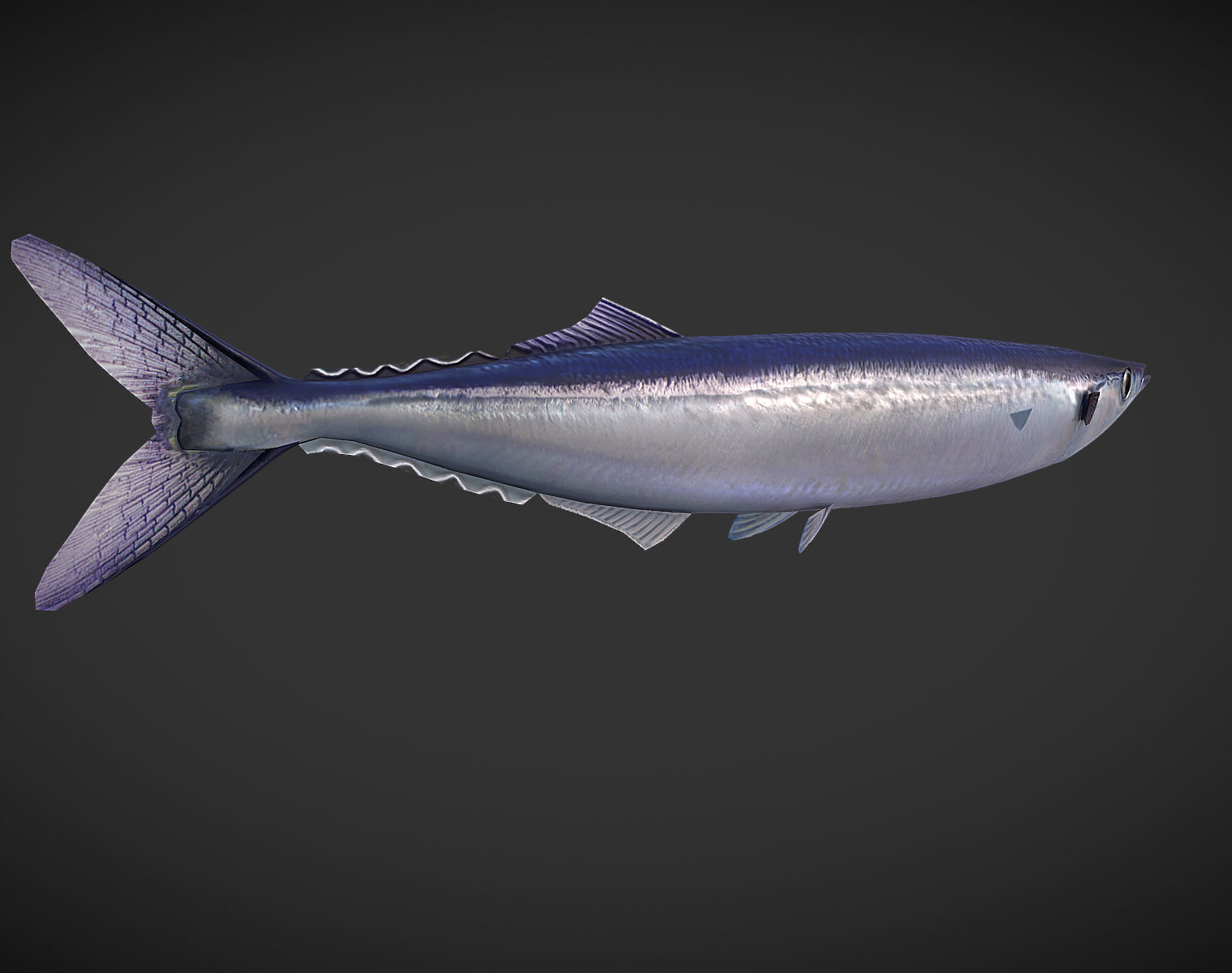 Mackerel squid - squid Low-poly 3D model_2