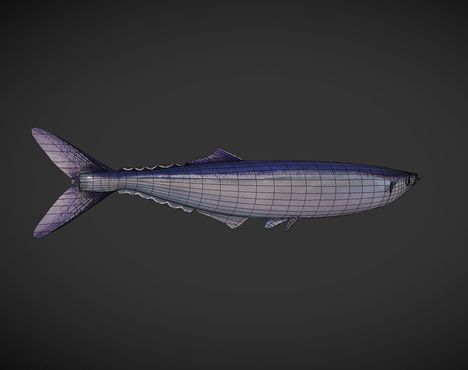 Mackerel squid - squid Low-poly 3D model_6