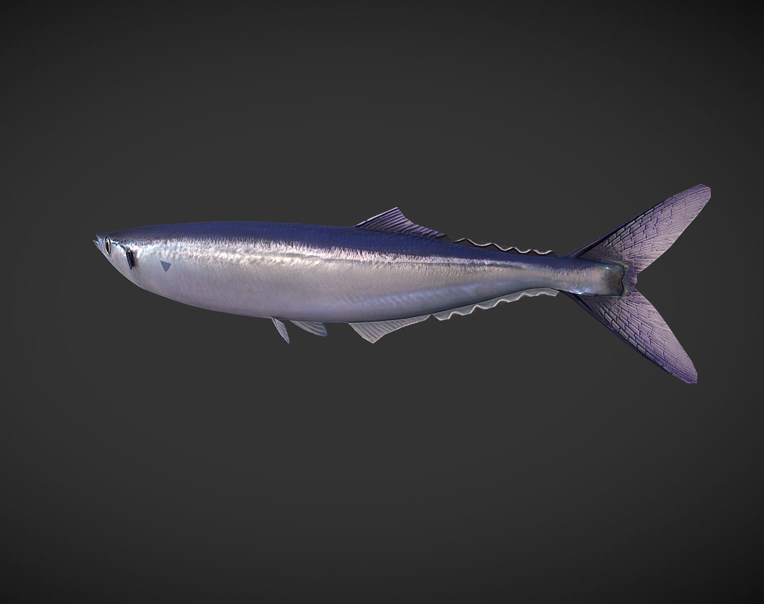 Mackerel squid - squid Low-poly 3D model_4
