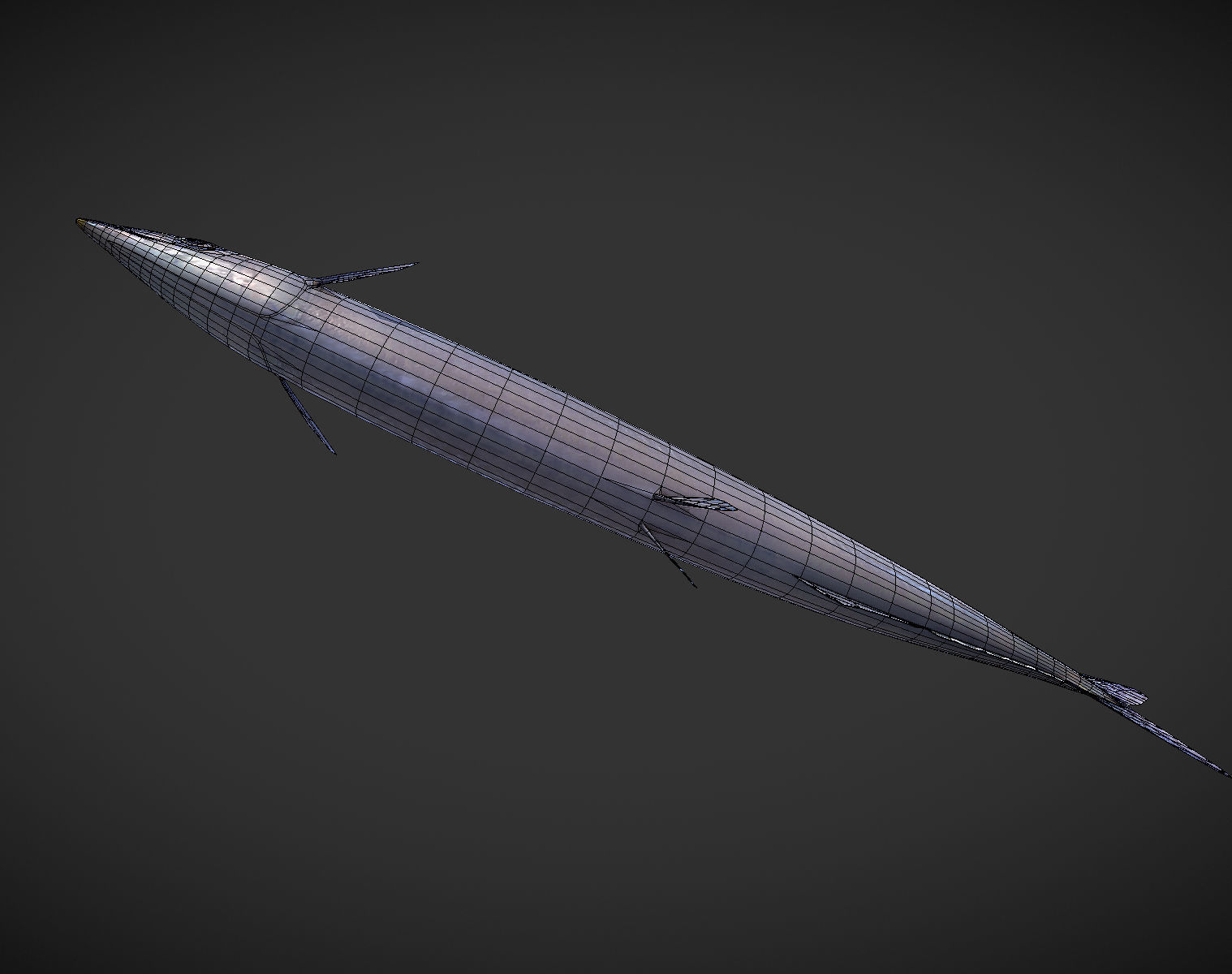 Mackerel squid - squid Low-poly 3D model_7