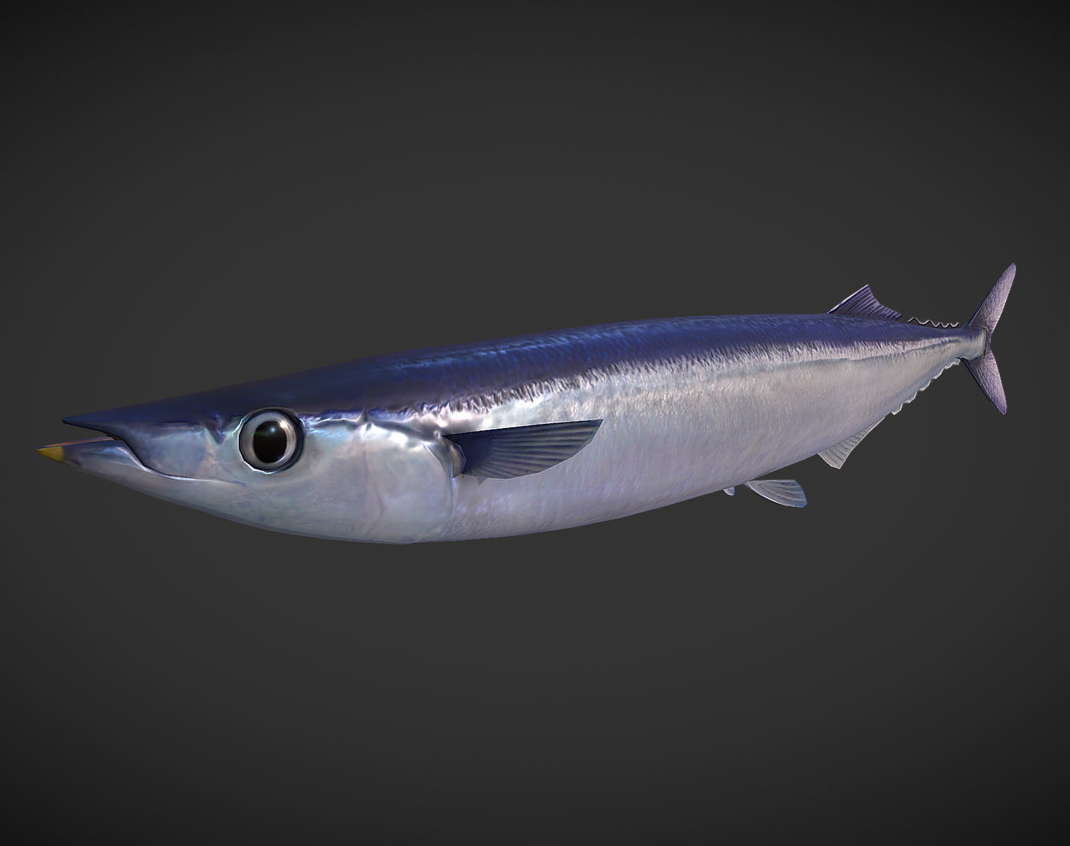 Mackerel squid - squid Low-poly 3D model_8
