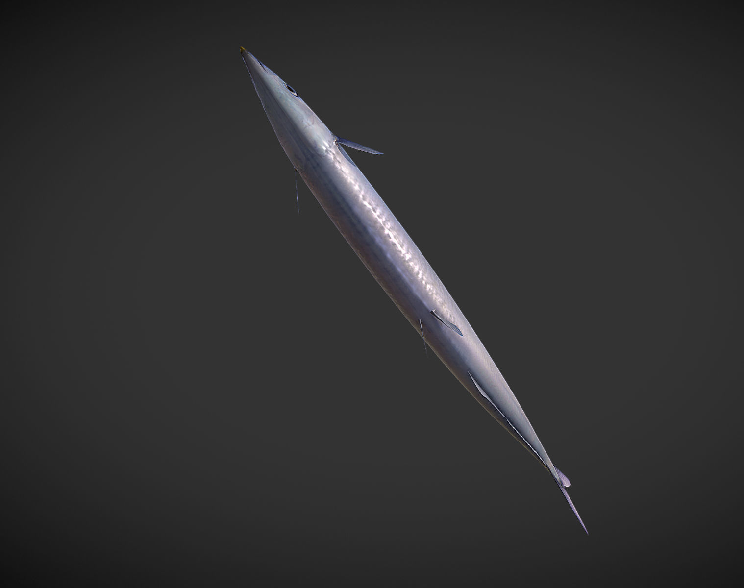Mackerel squid - squid Low-poly 3D model_1