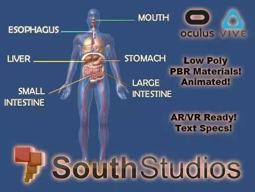 Animated Human Body Digestive System AR VR Unity 3dsmax Low-poly 3D model