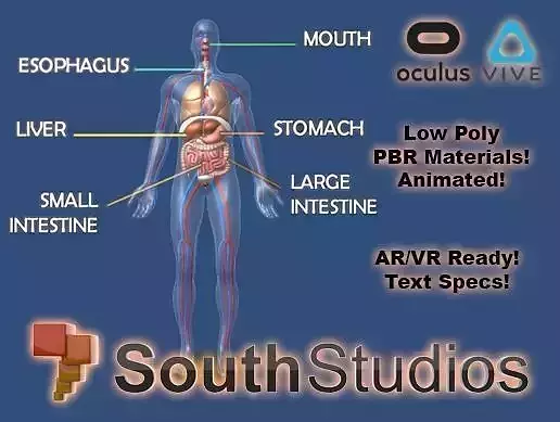 Animated Human Body Digestive System AR VR Unity 3dsmax Low-poly 3D model