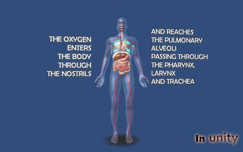 Animated Human Body Respiratory System AR VR Unity 3dsmax Low-poly 3D model_5