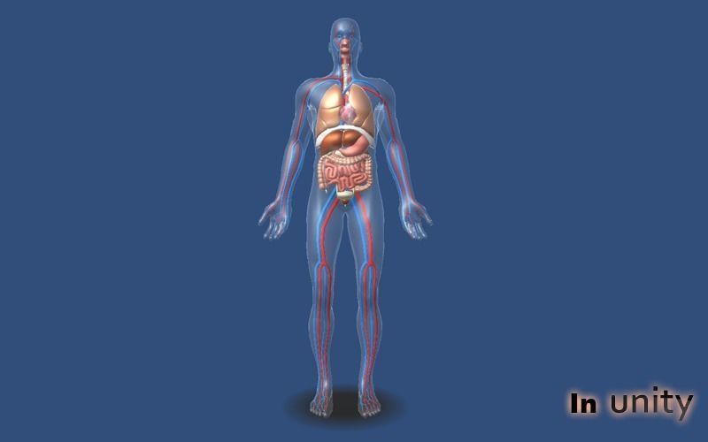 Animated Human Body Respiratory System AR VR Unity 3dsmax Low-poly 3D model_6
