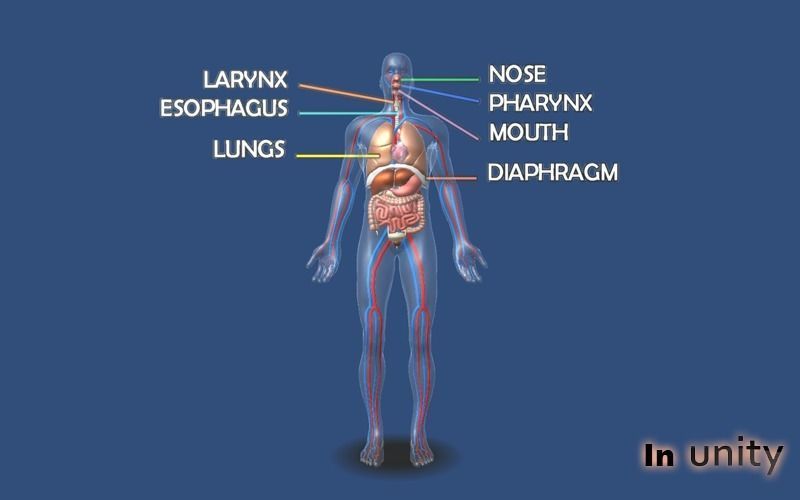 Animated Human Body Respiratory System AR VR Unity 3dsmax Low-poly 3D model_3