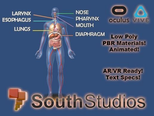 Animated Human Body Respiratory System AR VR Unity 3dsmax Low-poly 3D model