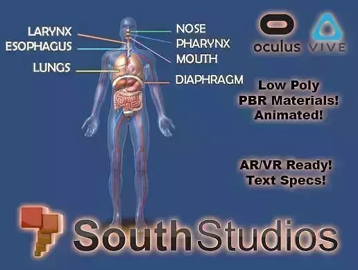 Animated Human Body Respiratory System AR VR Unity 3dsmax Low-poly 3D model