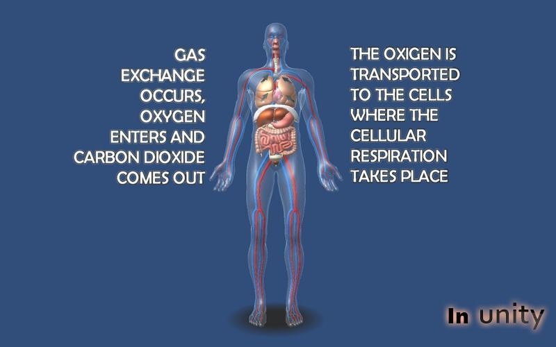 Animated Human Body Respiratory System AR VR Unity 3dsmax Low-poly 3D model_4