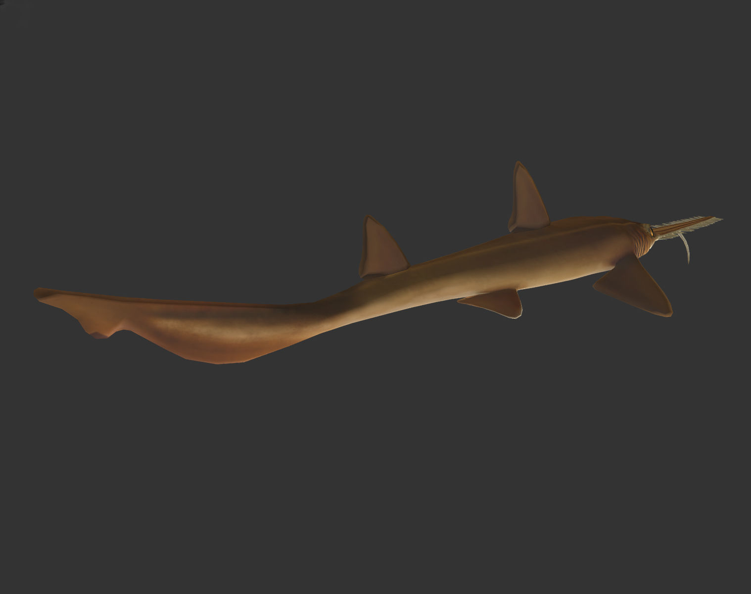 long shark mouth Low-poly 3D model_2