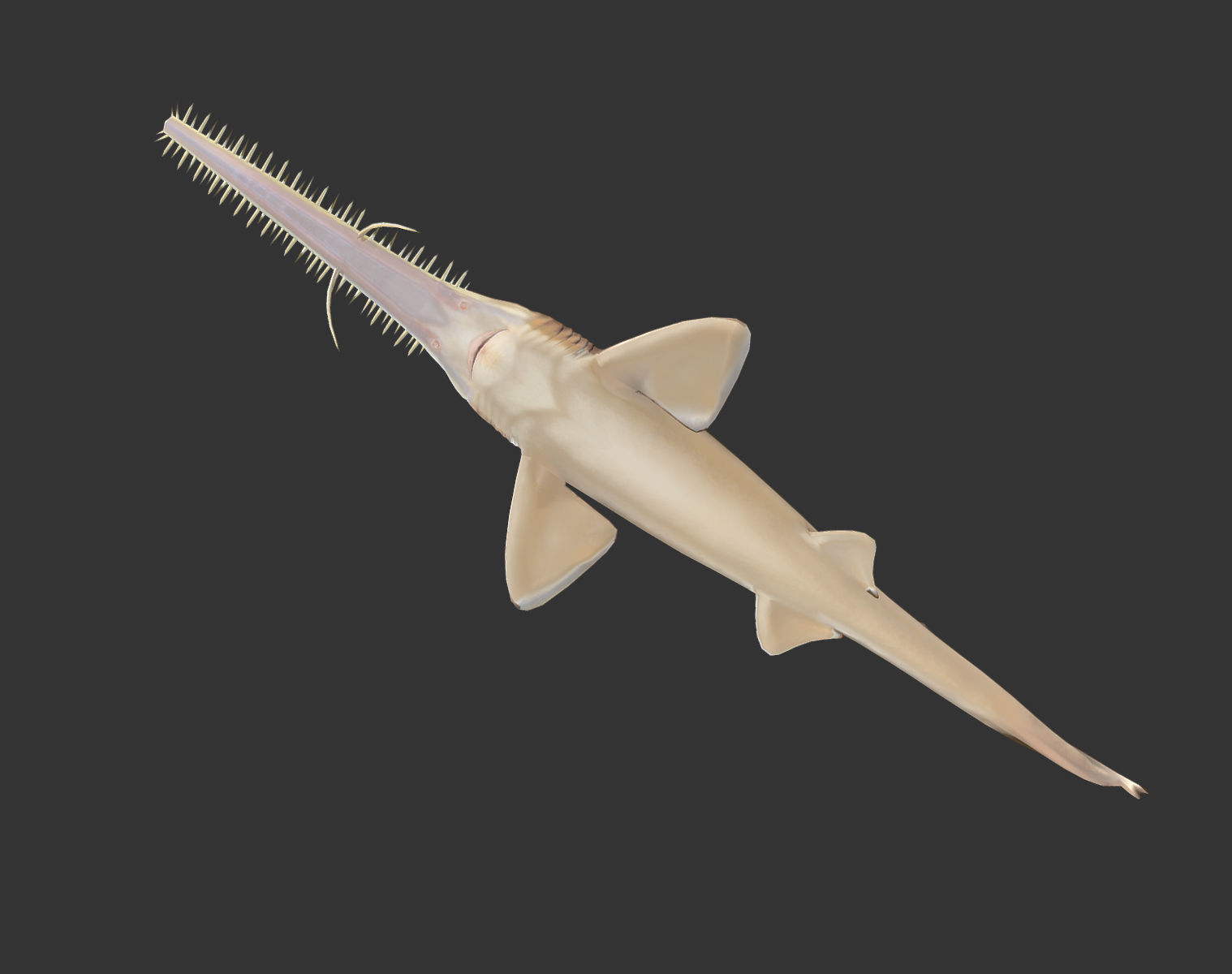 long shark mouth Low-poly 3D model_7