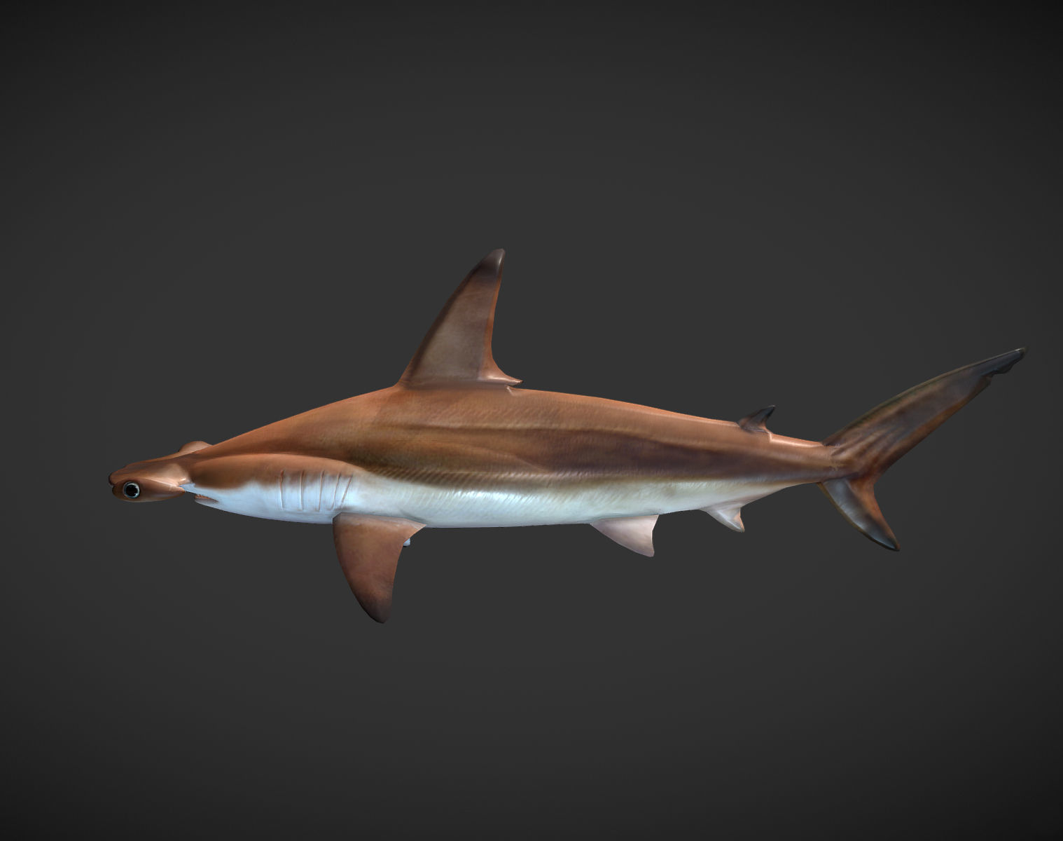 hammerhead sharks Low-poly 3D model_5