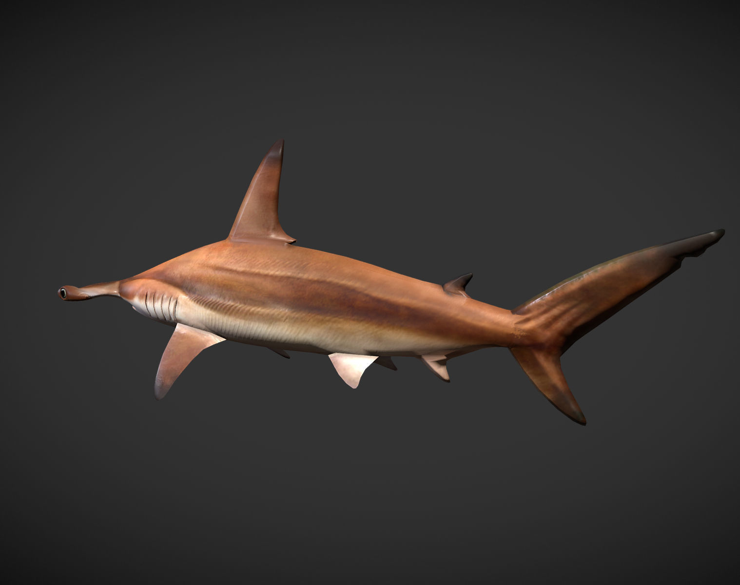 hammerhead sharks Low-poly 3D model_2