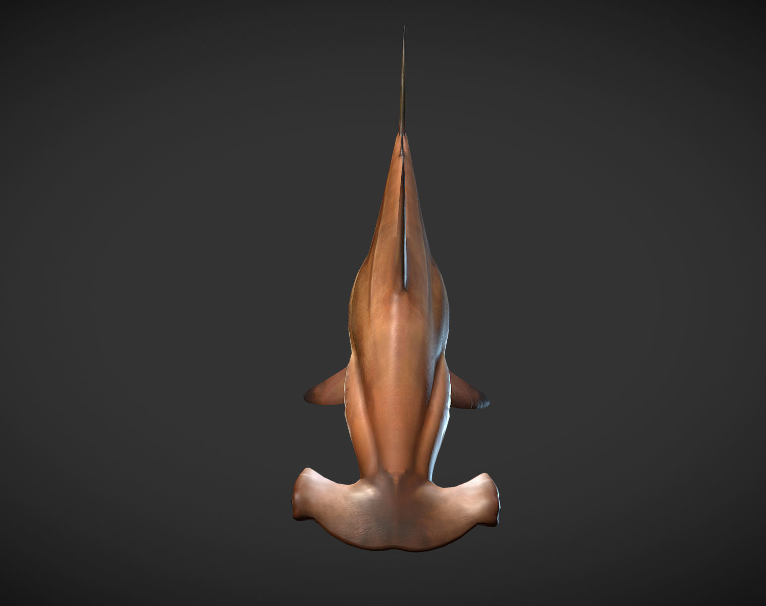 hammerhead sharks Low-poly 3D model_3