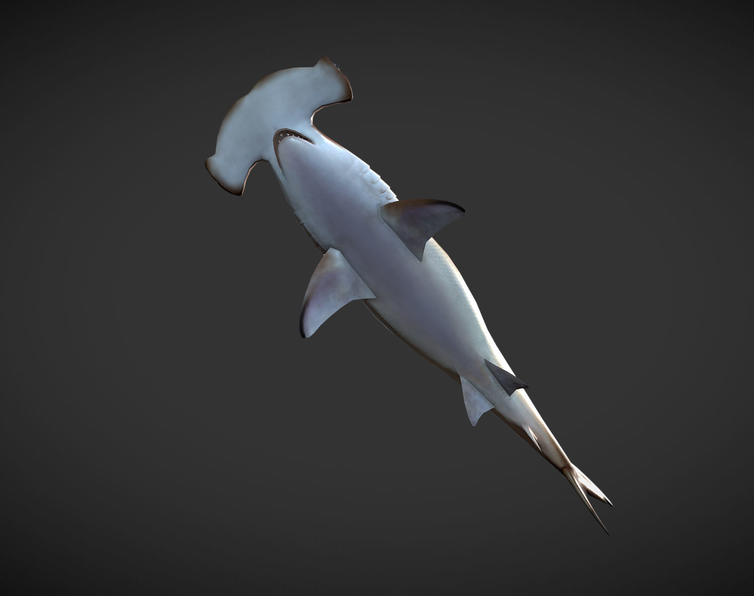 hammerhead sharks Low-poly 3D model_10