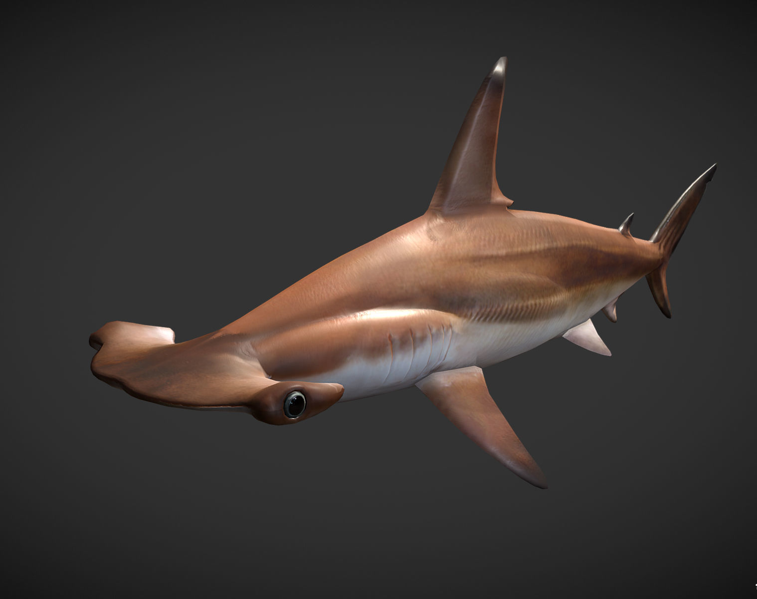 hammerhead sharks Low-poly 3D model_1
