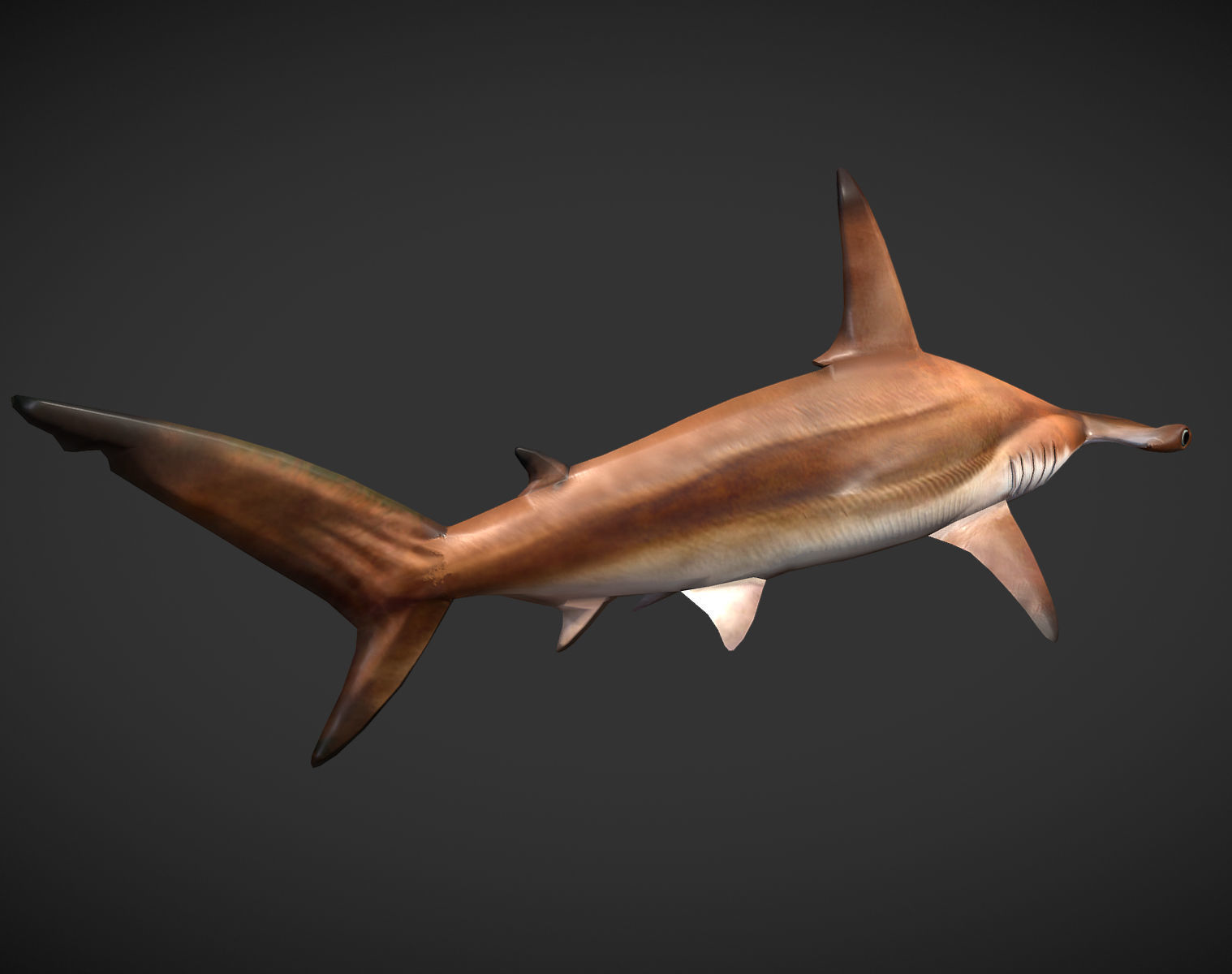 hammerhead sharks Low-poly 3D model_4