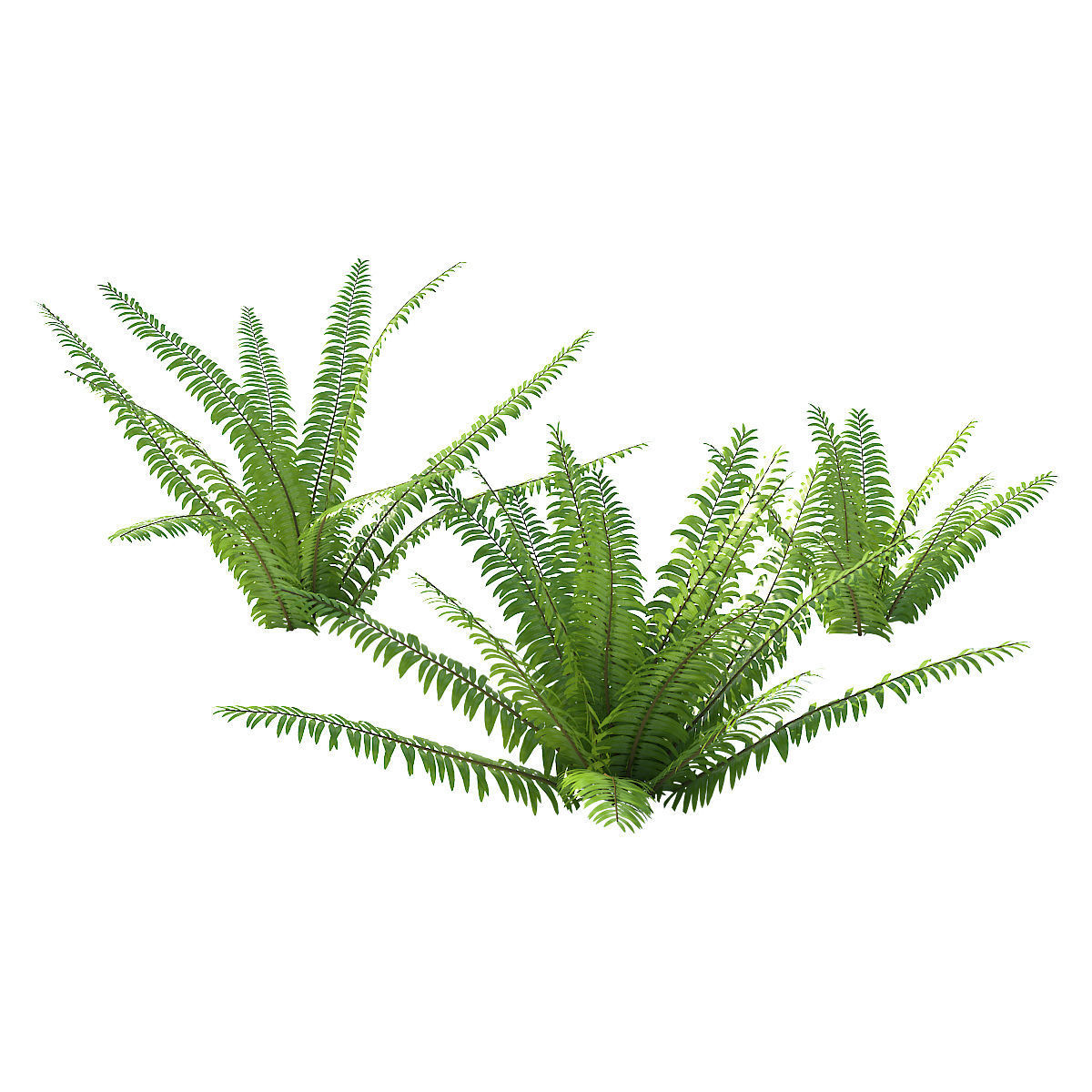 Fern 01 3D model_2