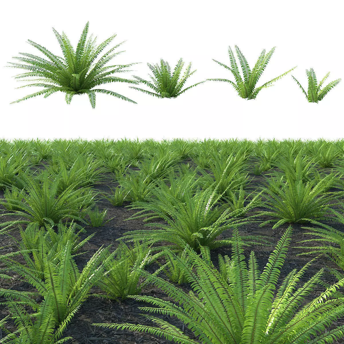 Fern 01 3D model_0