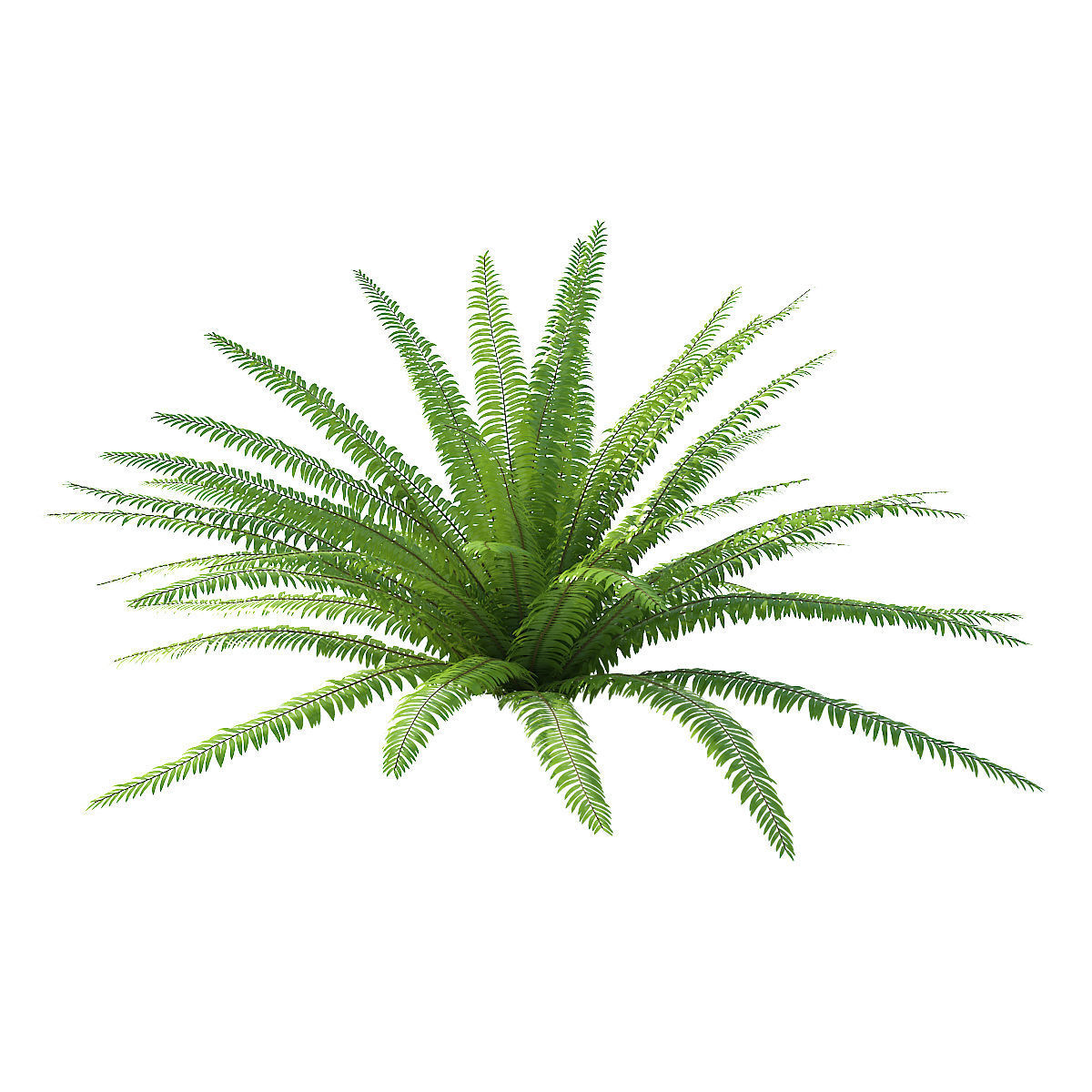 Fern 01 3D model_1