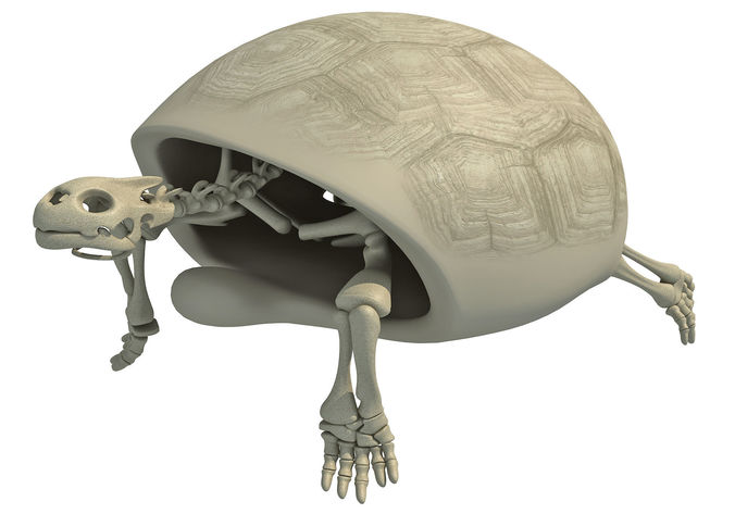 Turtle Skeleton with Cutaway Shell 3D model