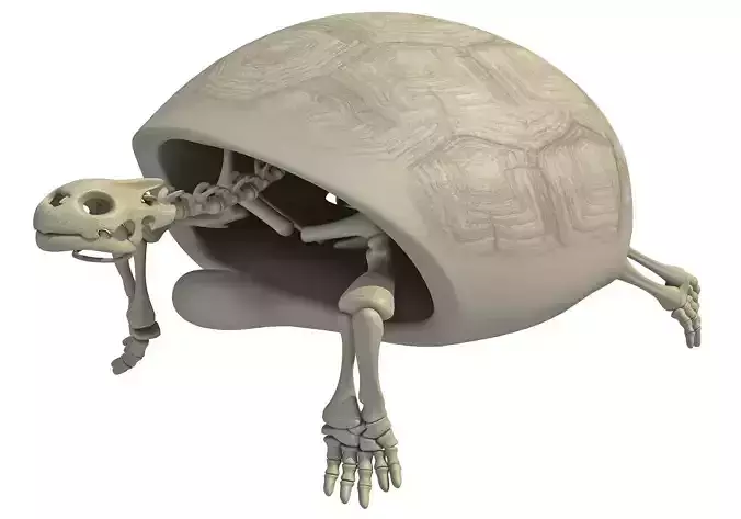 Turtle Skeleton with Cutaway Shell 3D model