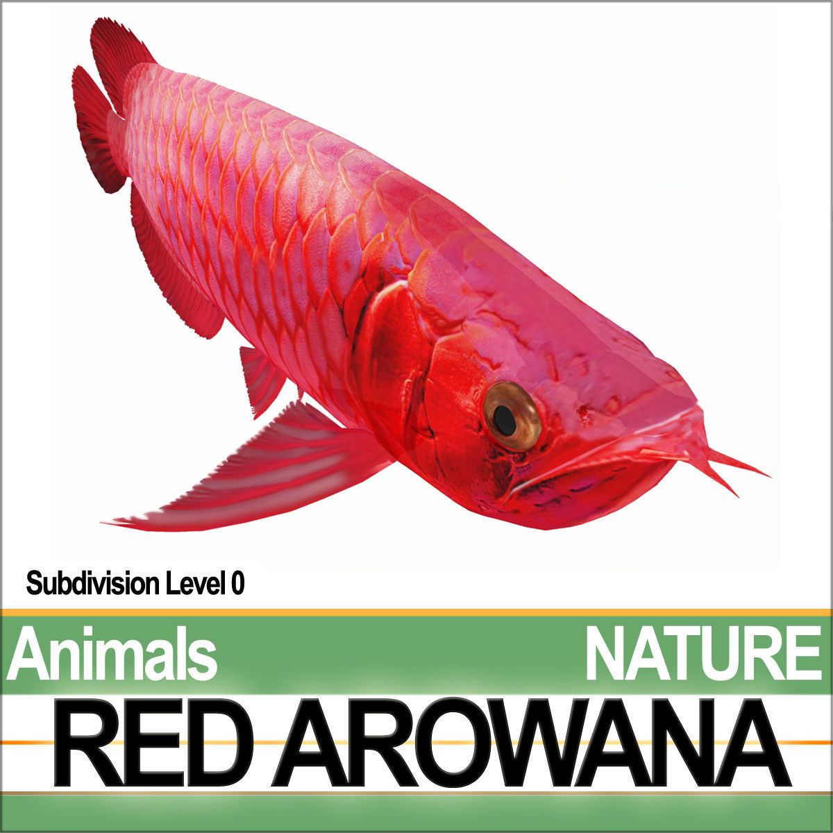 Red Arowana 3D model_3