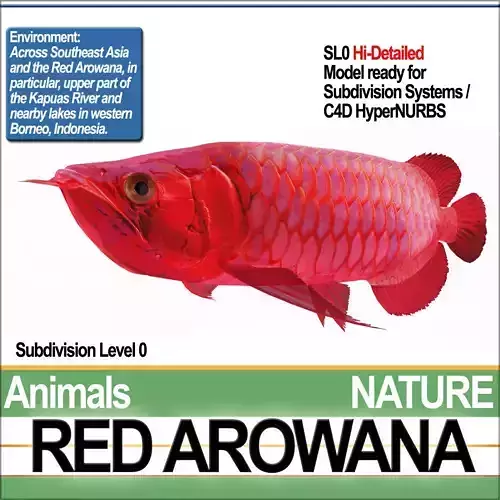 Red Arowana 3D model Red Arowana 3D model
