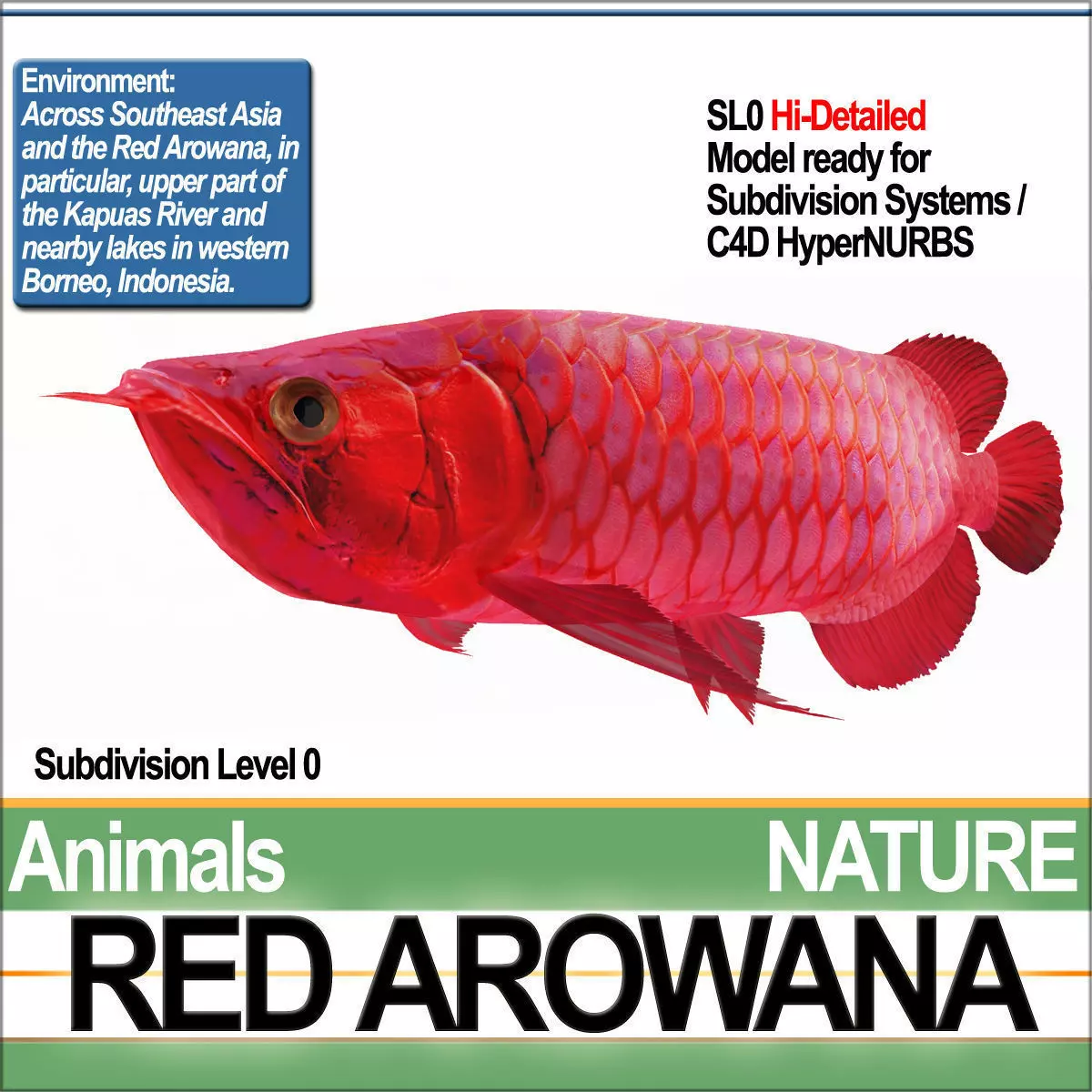 Red Arowana 3D model_0