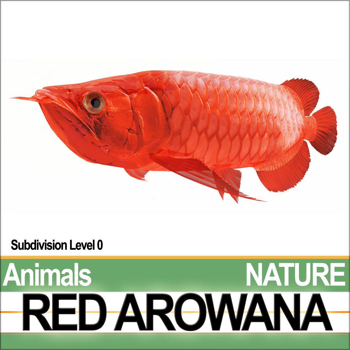 Red Arowana 3D model_1
