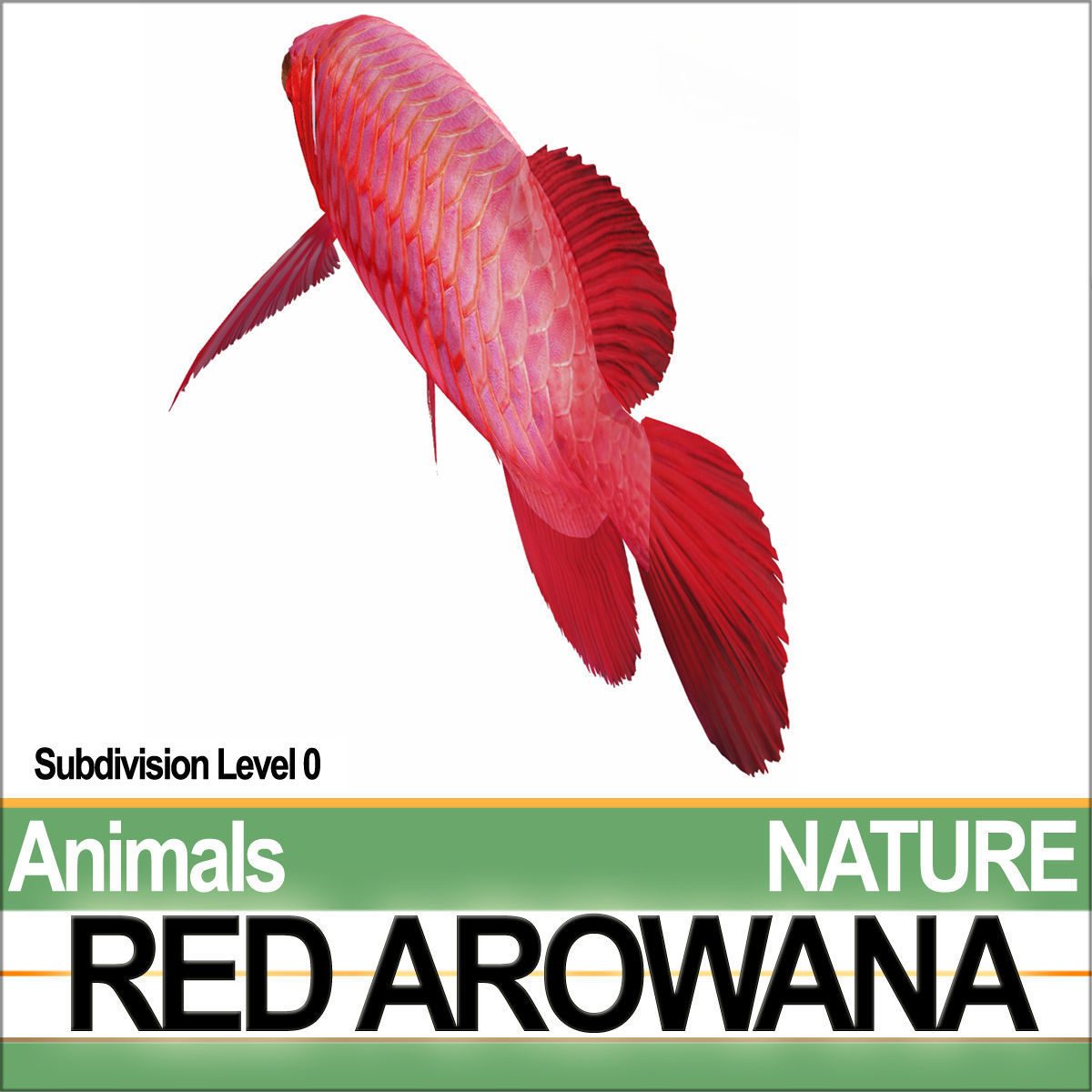 Red Arowana 3D model_4