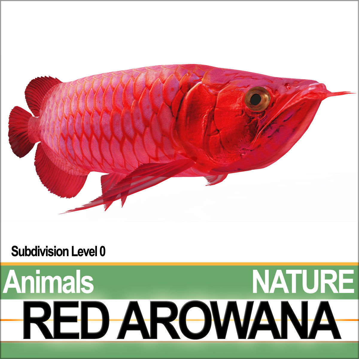 Red Arowana 3D model_2
