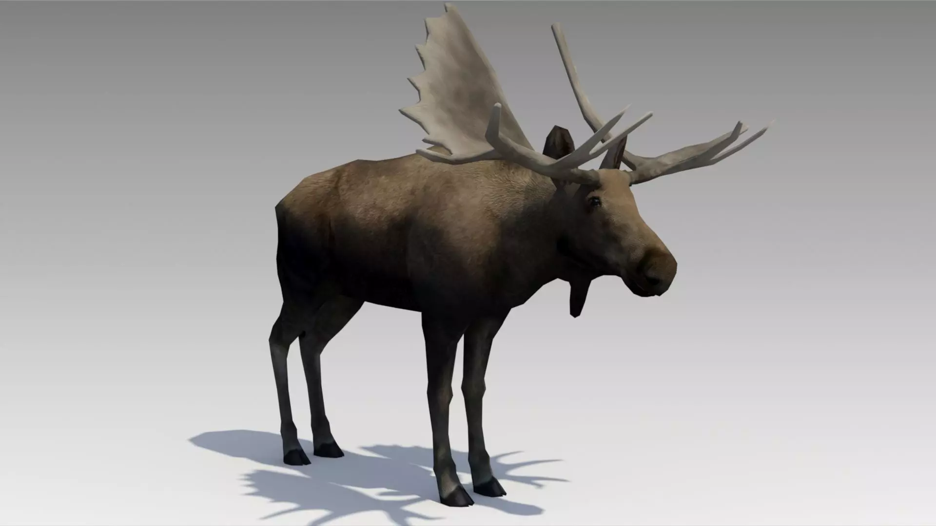 Moose Low-poly 3D model_0