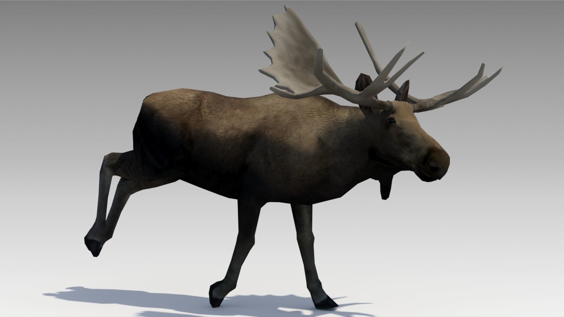 Moose Low-poly 3D model_4