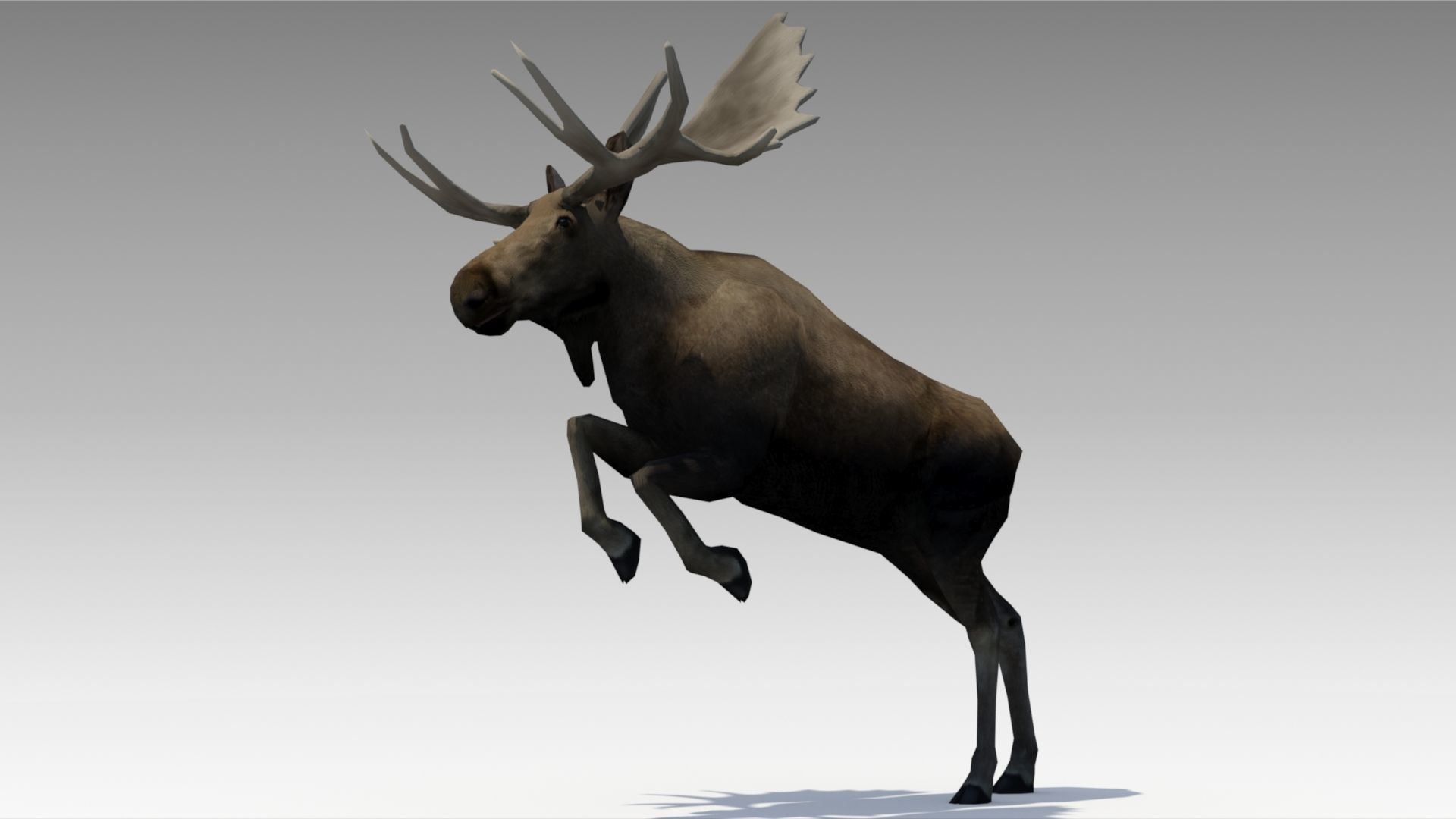 Moose Low-poly 3D model_6