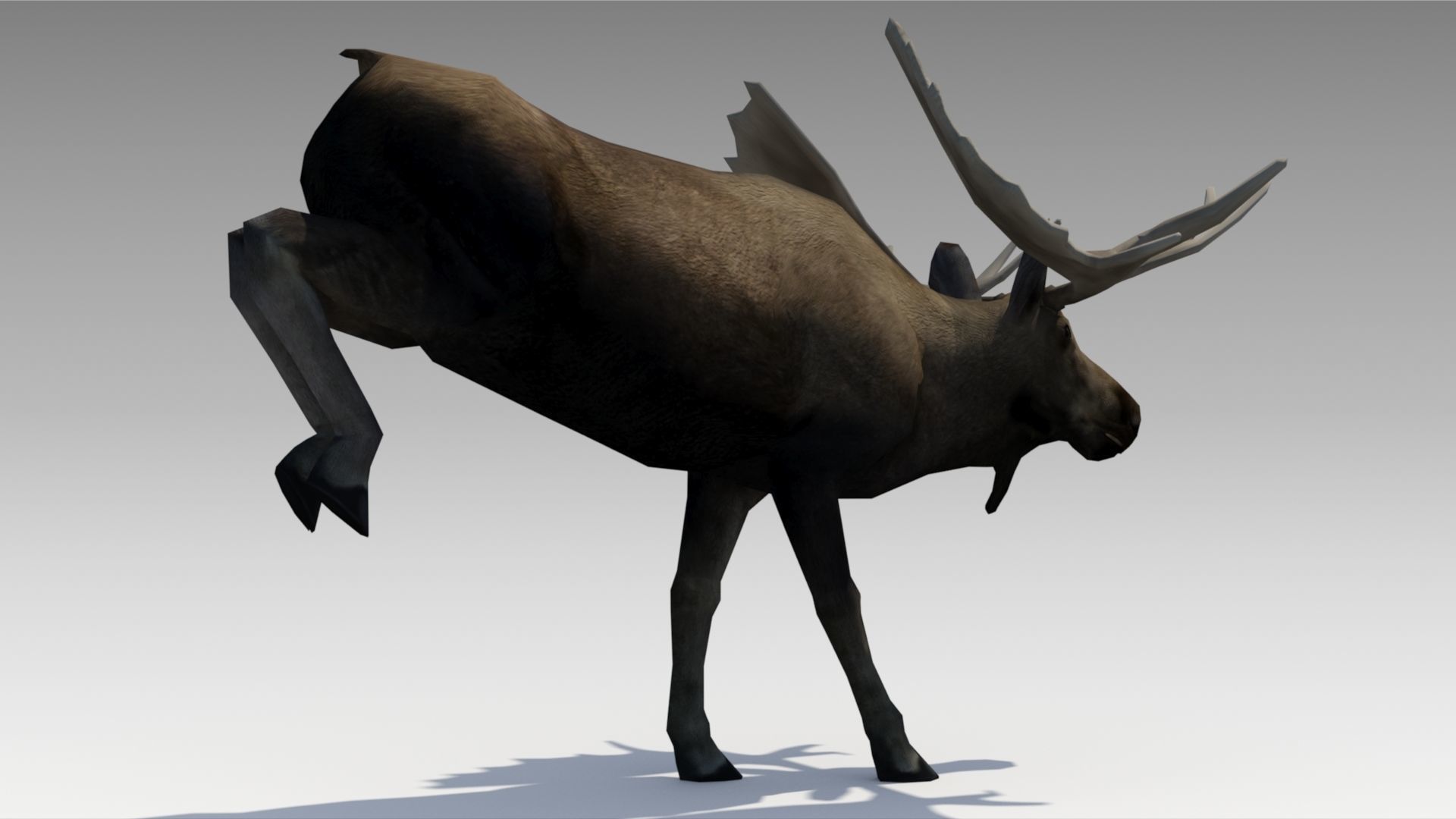 Moose Low-poly 3D model_5