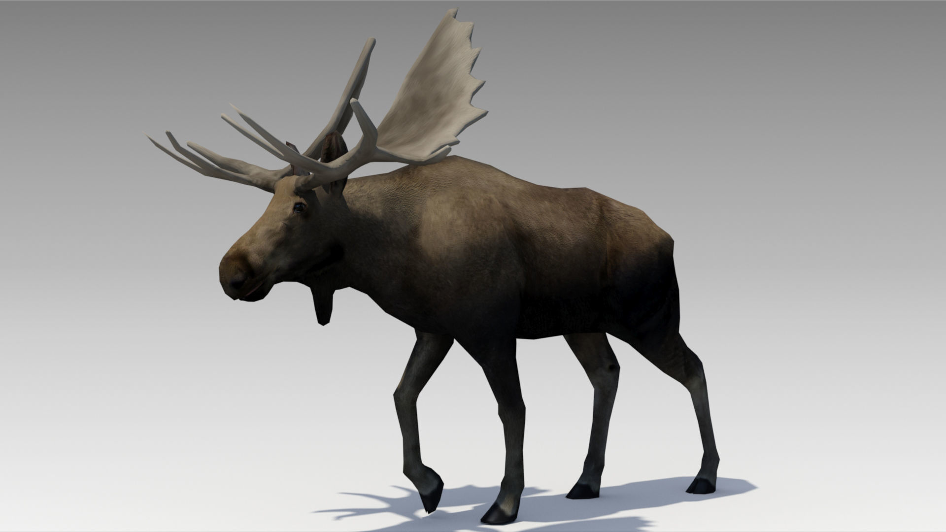 Moose Low-poly 3D model_3