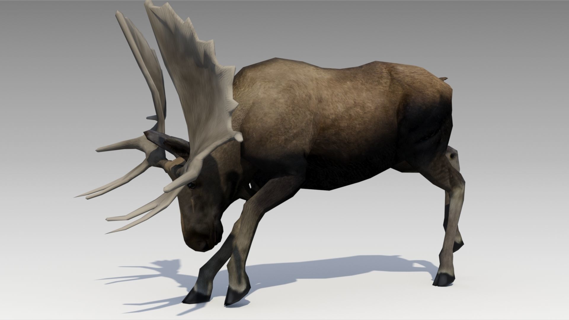 Moose Low-poly 3D model_7