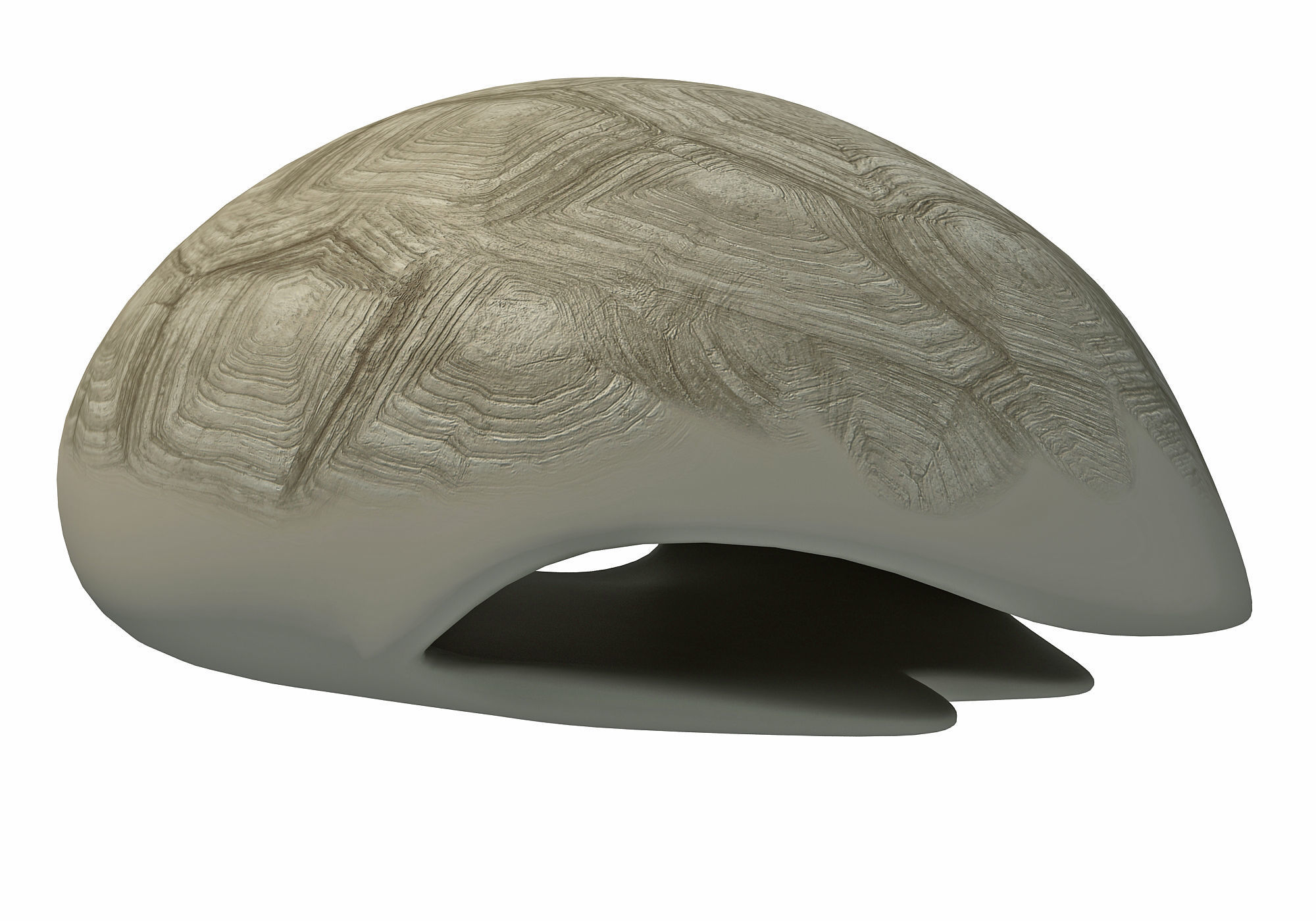 Tortoise Shell Skeleton Low-poly 3D model_6