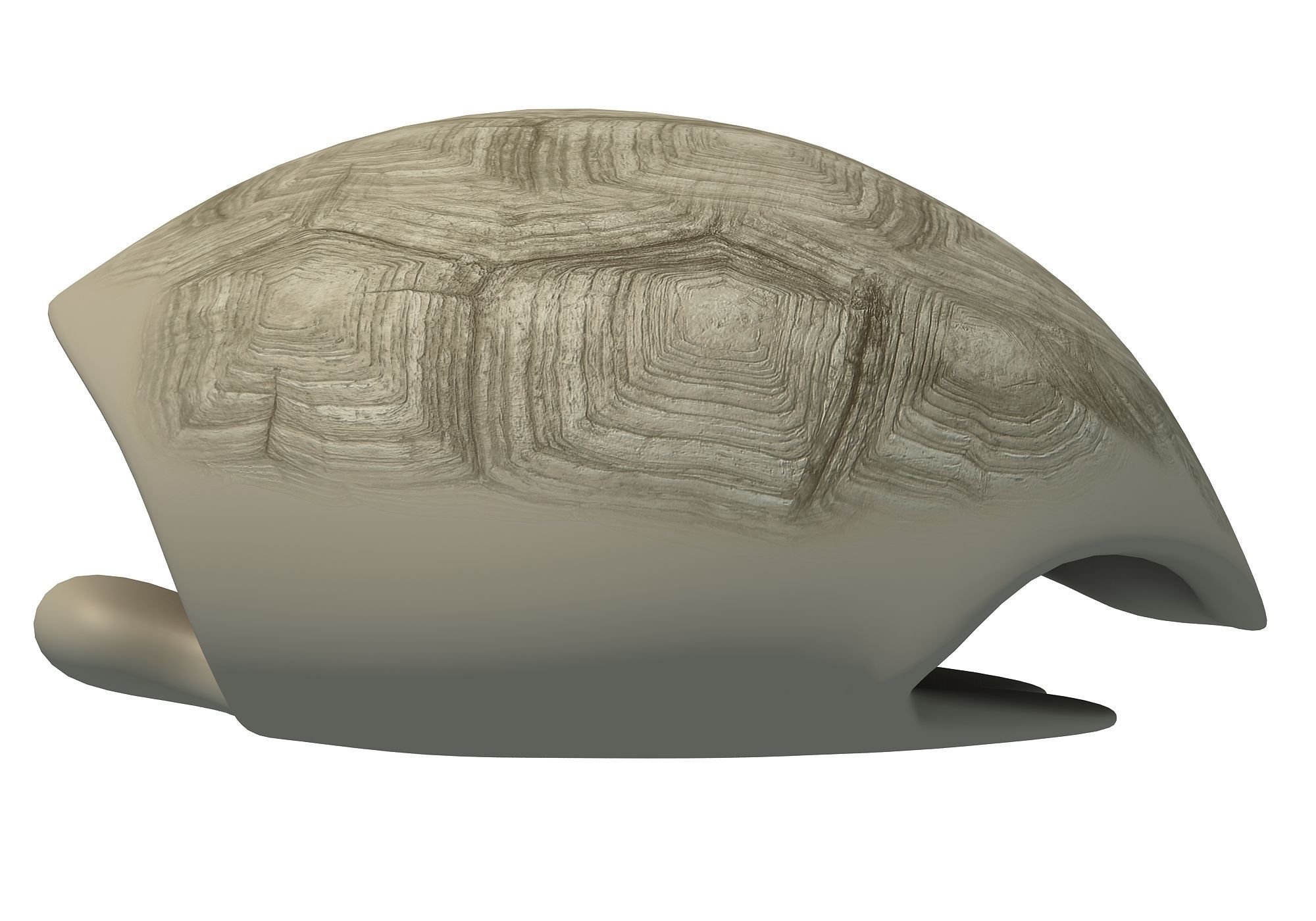 Tortoise Shell Skeleton Low-poly 3D model_2