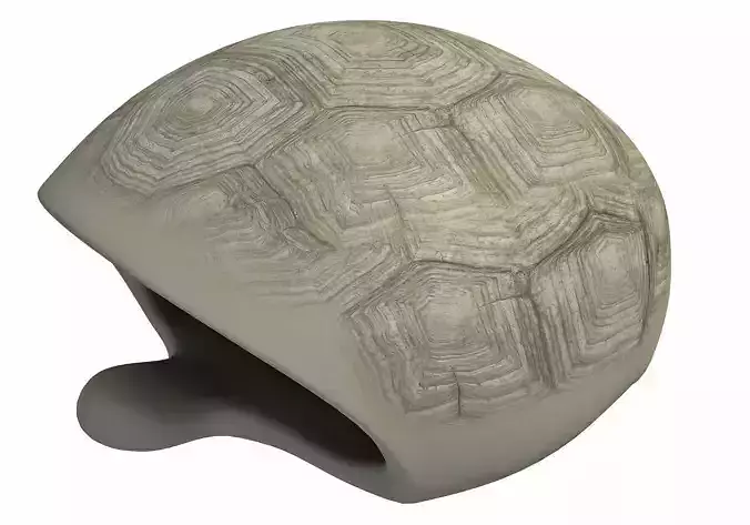 Tortoise Shell Skeleton Low-poly 3D model
