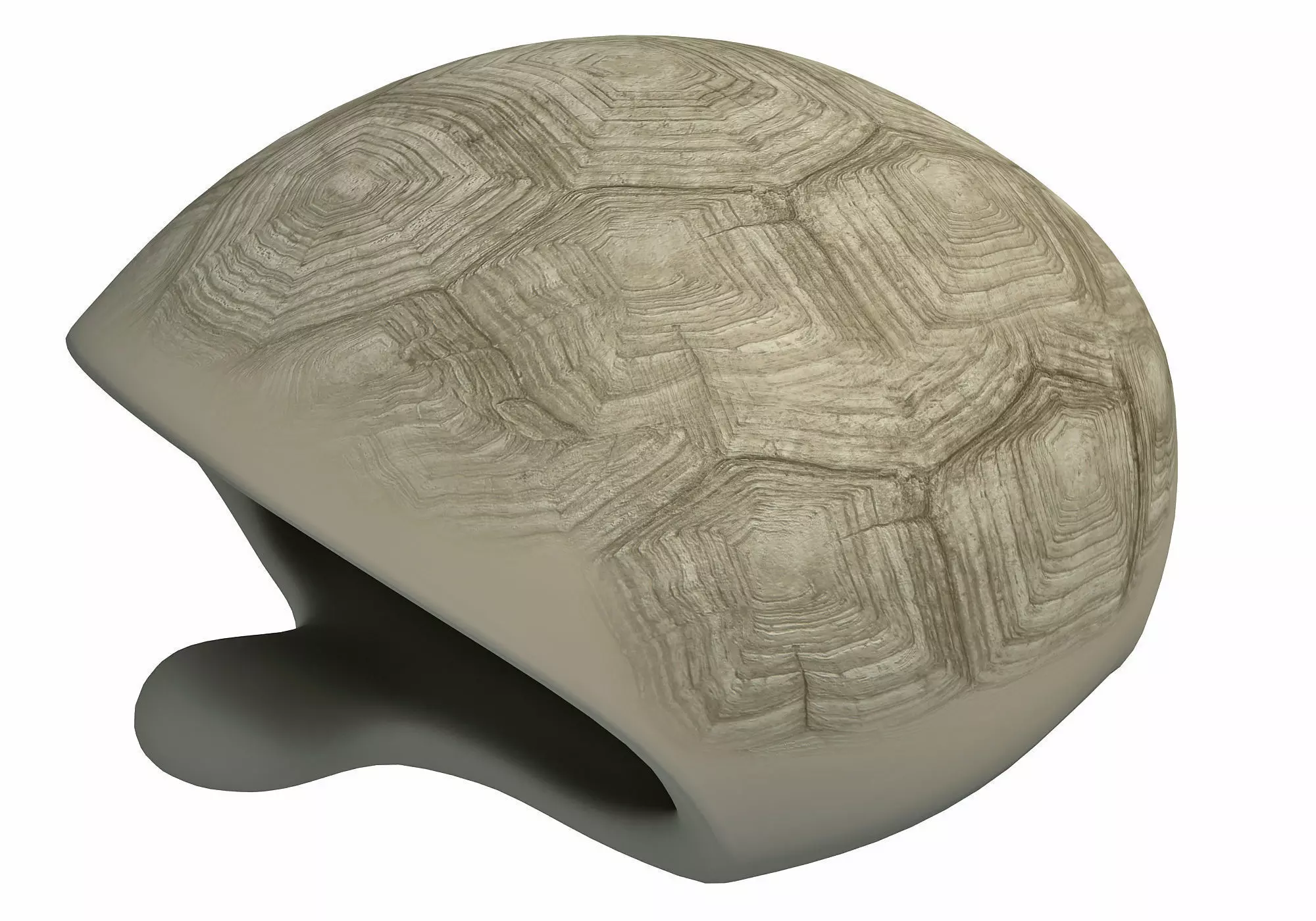 Tortoise Shell Skeleton Low-poly 3D model_0