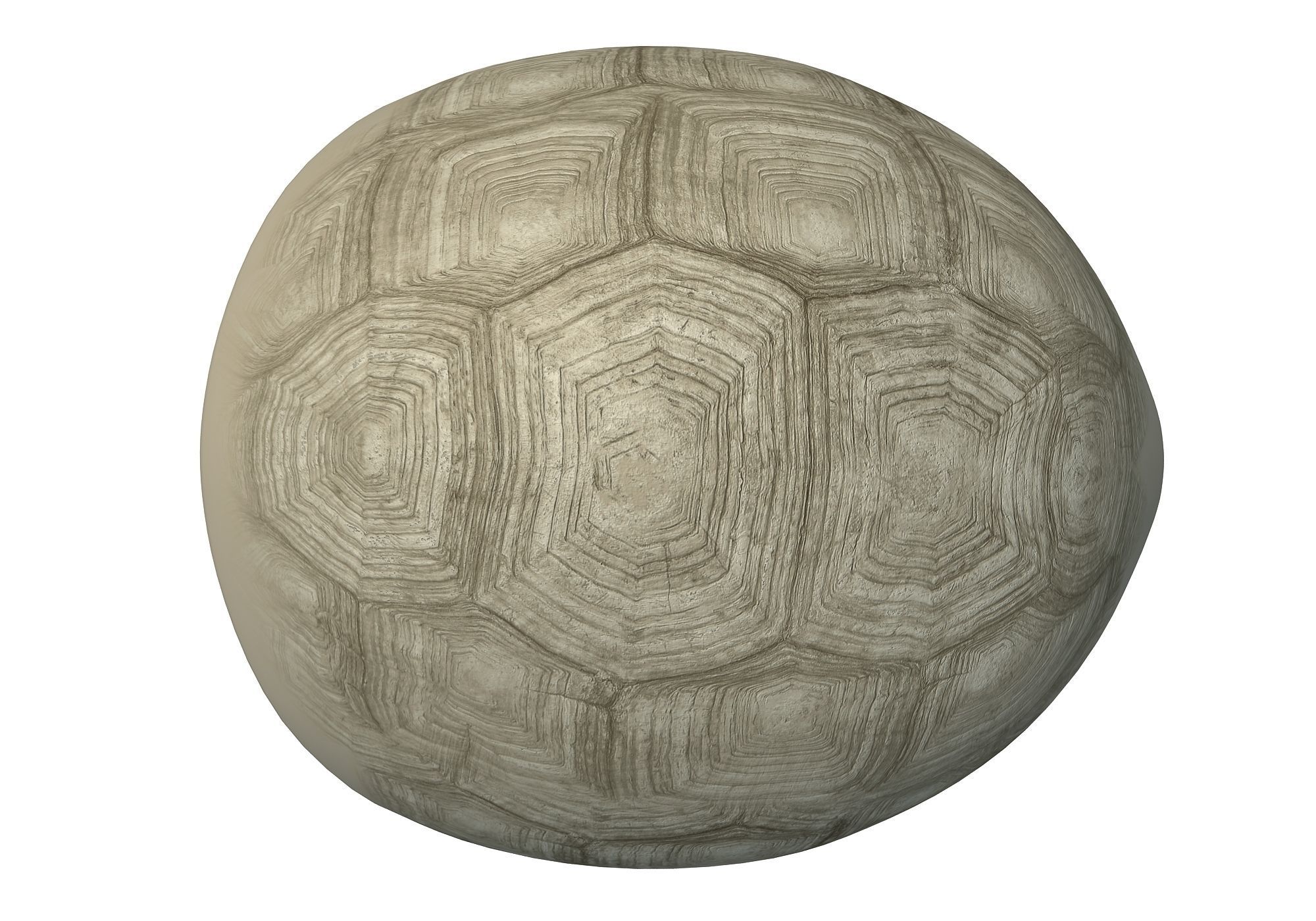 Tortoise Shell Skeleton Low-poly 3D model_5