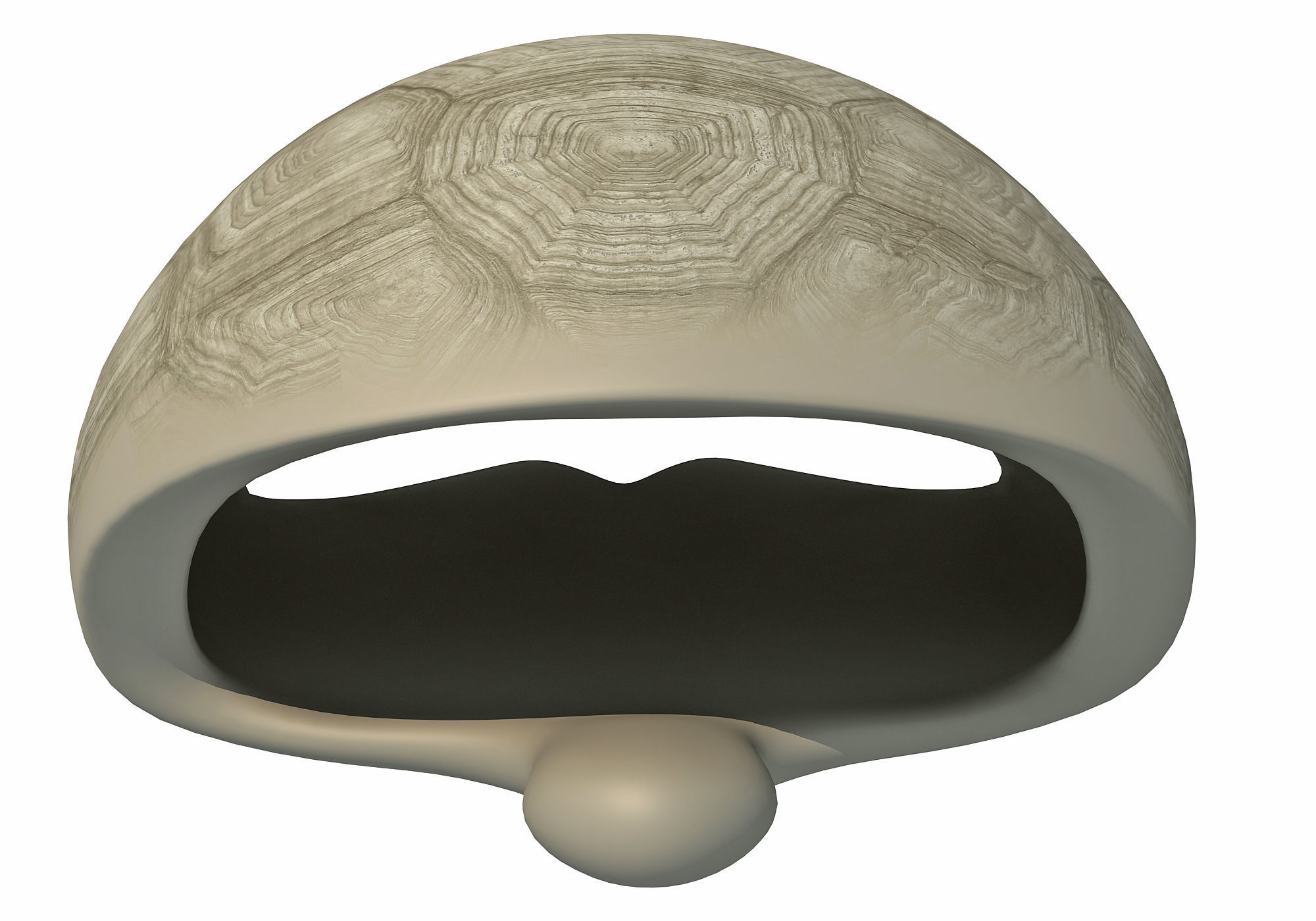 Tortoise Shell Skeleton Low-poly 3D model_4