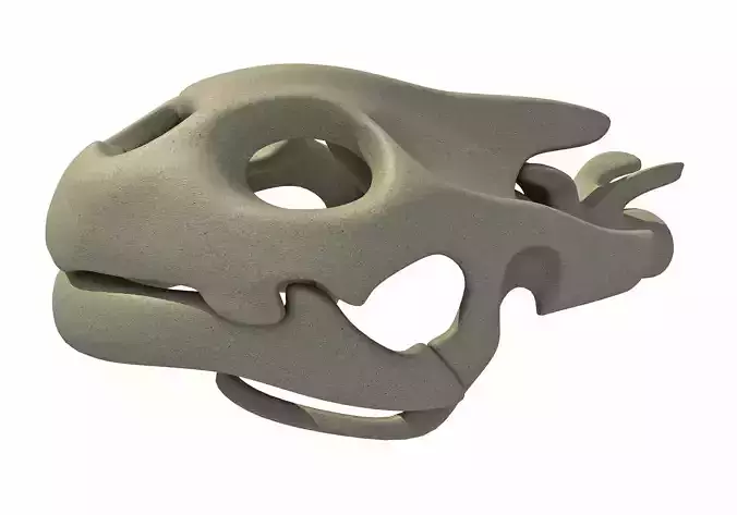 Tortoise  Skull Head 3D model