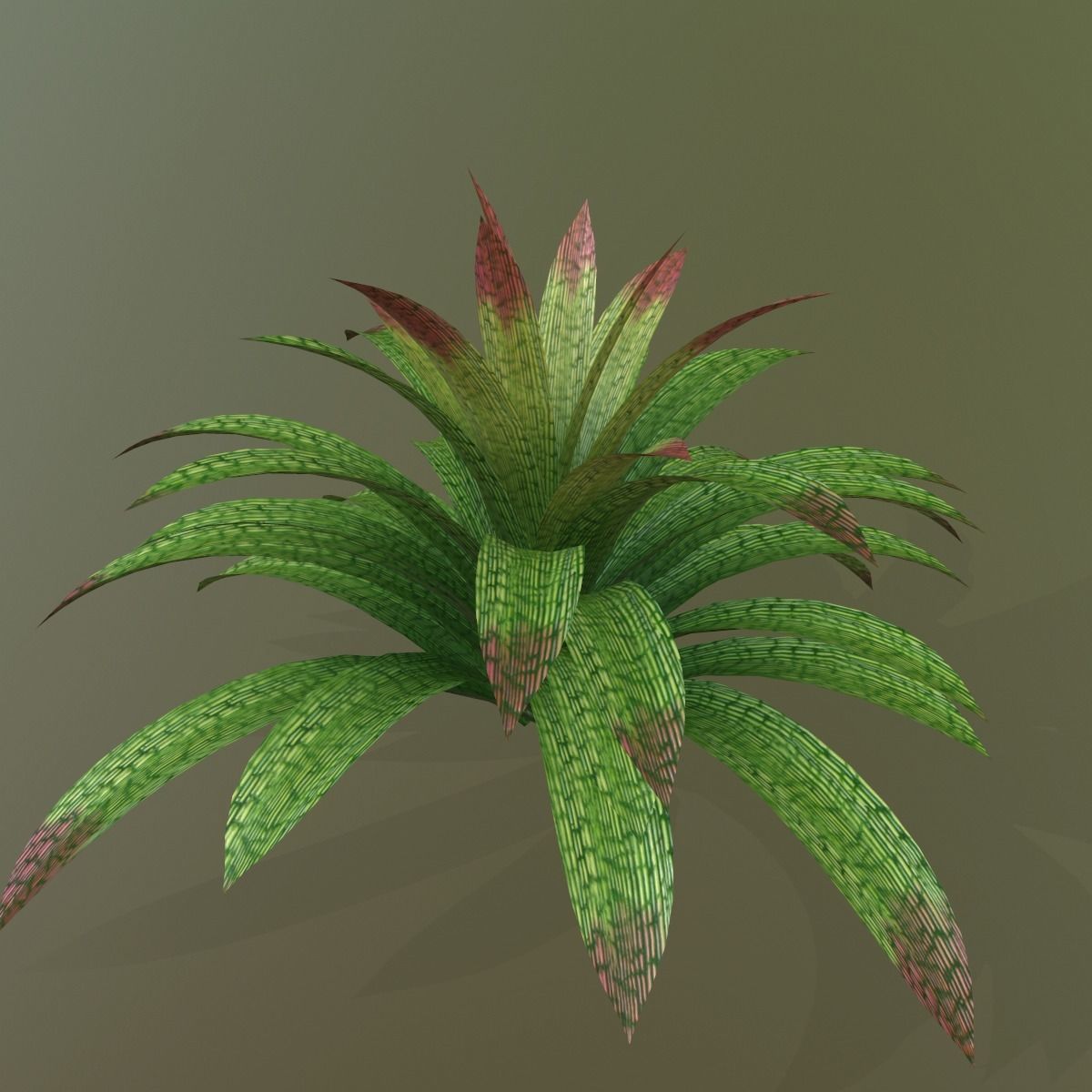Vriesea gigantea 3D model_4