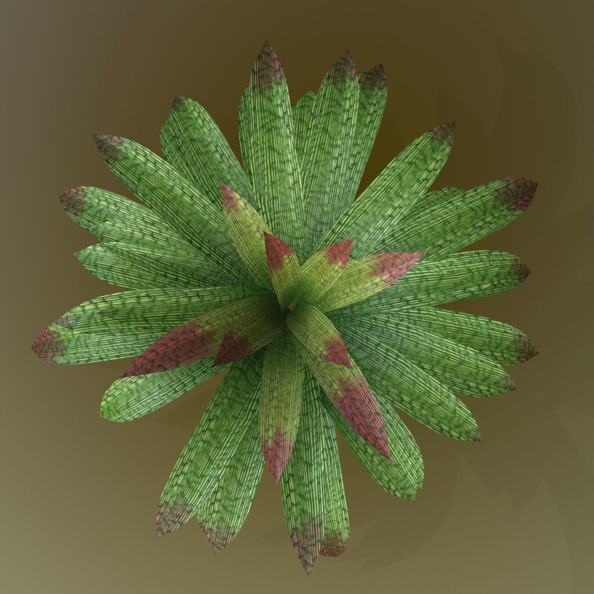 Vriesea gigantea 3D model_9